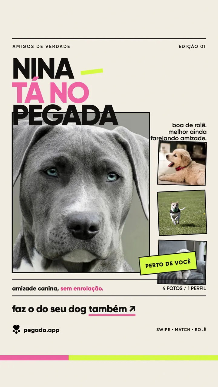 Story em papel bege com o nome Nina em letras grandes, a foto de uma cachorra cinza e três fotos menores ao lado.