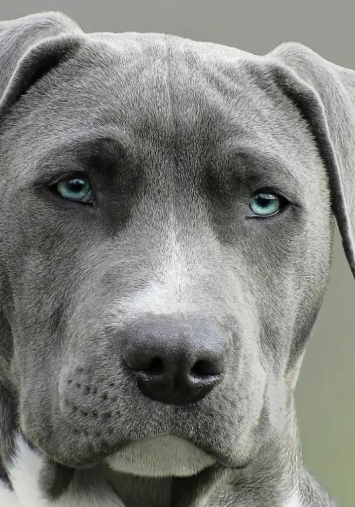 Nina, a gray dog with light eyes